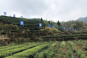 suncitygroup̫������--�ٷ���վ