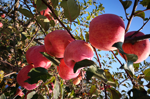 suncitygroupÌ«Ñô¼¯ÍÅ--¹Ù·½ÍøÕ¾